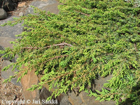 Kääpiökataja, Juniperus communis 'Green Carpet'